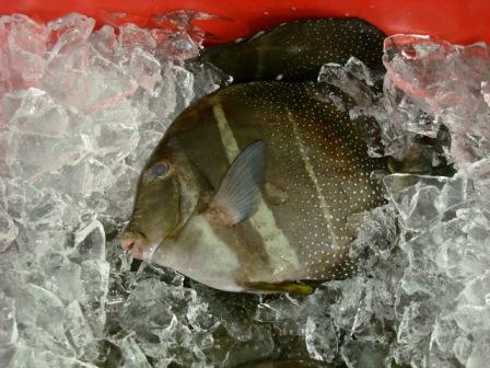 hApi fish in Hilo